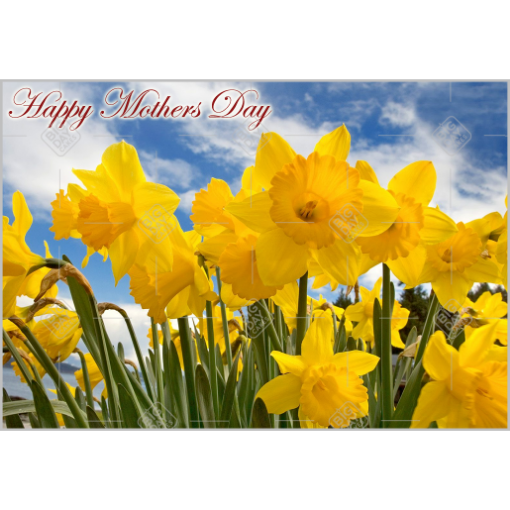 Mothers Day daffodils topper - landscape